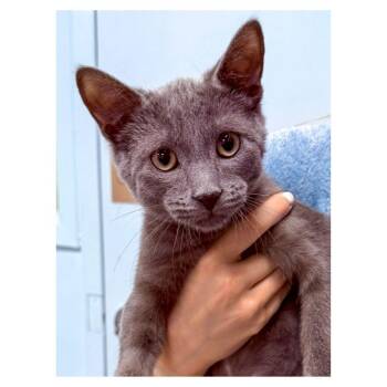 Apollo -  Domestic Short Hair Cat for Adoption in Stamford, Connecticut - Apollo | PetCurious