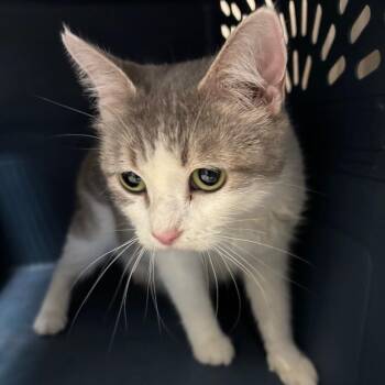 Domestic Short Hair Cats Available for Adoption - Lillian | PetCurious