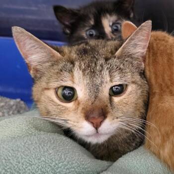 Aaliyah -  Domestic Short Hair Cat for Adoption in Michigan City, Indiana - Aaliyah | PetCurious