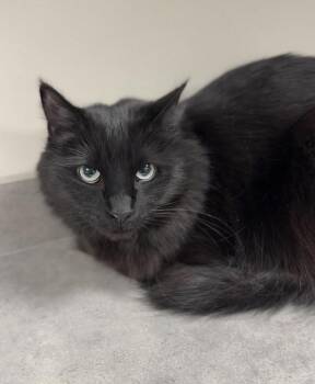 Domestic Long Hair Cats Available for Adoption in Bemidji, Minnesota - Gypsy | PetCurious