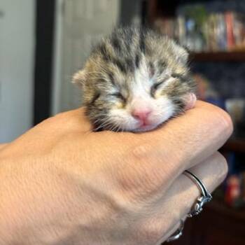 Iris -  Domestic Short Hair Cat for Adoption in League City, Texas - Iris | PetCurious