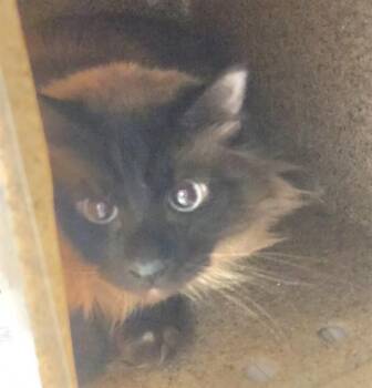 Domestic Long Hair Cats Available for Adoption - CADBURY | PetCurious