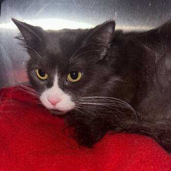 Rescue Domestic Medium Hair Cats for Adoption in Monroe, Michigan - Reggie | PetCurious