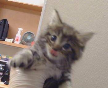 MOLLY -  Domestic Medium Hair Cat for Adoption in Sacramento, California - MOLLY | PetCurious