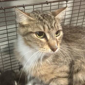 IVHS-Stray-140035 -  Domestic Short Hair Cat for Adoption in San Gabriel, California - IVHS-Stray-140035 | PetCurious