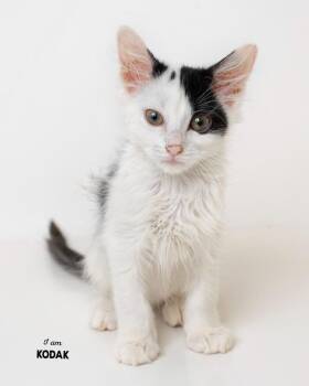 8-6 Kodak -  Domestic Medium Hair Cat for Adoption in Boone, Iowa - 8-6 Kodak | PetCurious