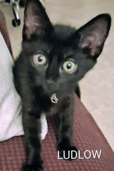 Ludlow -  Domestic Short Hair Cat for Adoption in Redondo Beach, California - Ludlow | PetCurious