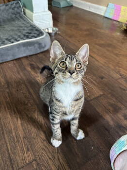 Rescue Domestic Short Hair Cats for Adoption in Rockaway, New Jersey - Dahlia's Joyce KITTEN | PetCurious