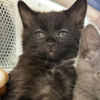 Joy -  Domestic Short Hair Cat Available for Adoption in Los Angeles, California - Joy | PetCurious