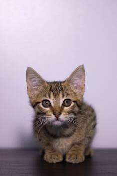 Arya -  Domestic Short Hair Cat Available for Adoption in Collierville, Tennessee - Arya | PetCurious