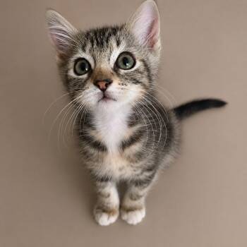 Spazz -  Domestic Long Hair Cat for Adoption in Cleveland, Texas - Spazz | PetCurious
