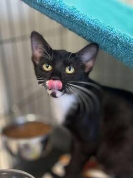 Rescue Domestic Short Hair Cats for Adoption in Baton Rouge, Louisiana - Bubbles | PetCurious