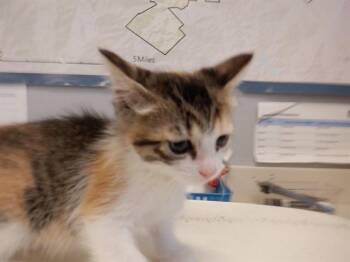 SIREN -  Domestic Short Hair Cat for Adoption in San Jose, California - SIREN | PetCurious