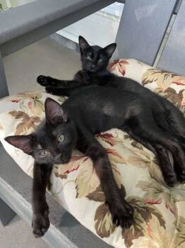 Rescue Domestic Short Hair Cats for Adoption in Rochester, New Hampshire - Dianna AND Tina | PetCurious