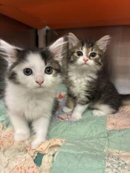 Monroe (with Sneed) -  Domestic Medium Hair Cat for Adoption in Richmond, Virginia - Monroe (with Sneed) | PetCurious