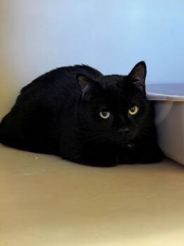 Bond -  Domestic Short Hair Cat for Adoption in Kalispell, Montana - Bond | PetCurious