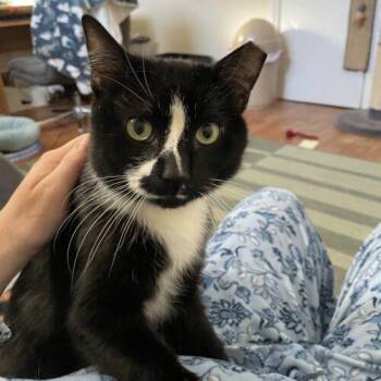 Domestic Short Hair Cats Available for Adoption - Marvin | PetCurious