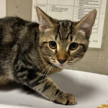 Cactus -  Domestic Short Hair Cat for Adoption in Yuma, Arizona - Cactus | PetCurious