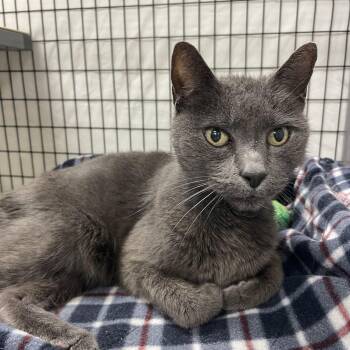 Rescue Russian Blue and Chartreux Cats for Adoption in Sebring, Florida - Larry | PetCurious