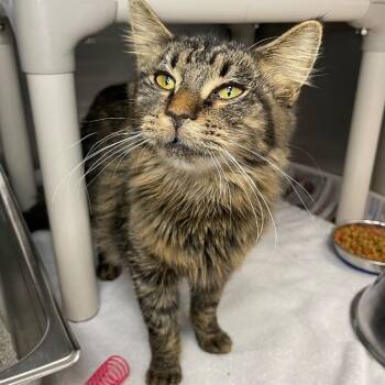 Rescue Domestic Medium Hair Cats for Adoption in Roanoke, Virginia - Bean | PetCurious