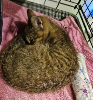 Violet -  Domestic Short Hair Cat for Adoption in St. Cloud, Minnesota - Violet | PetCurious