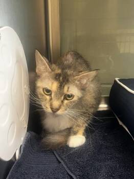 Lokia -  Domestic Short Hair Cat for Adoption in Stratham, New Hampshire - Lokia | PetCurious