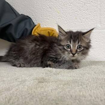Domestic Medium Hair and Extra Toes Cat Hemingway Polydactyl Cats Available for Adoption in Lyndhurst, Virginia - SVAS-Stray-38696 | PetCurious