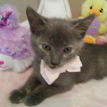 Shy -  Domestic Short Hair Cat for Adoption in West Palm Beach, Florida - Shy | PetCurious
