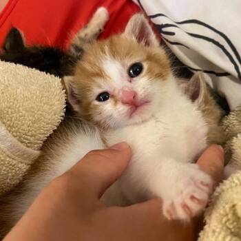 Alexander (Bonded w/ Pom) -  Domestic Short Hair Cat for Adoption in Wilmington, Delaware - Alexander (Bonded W/ Pom) | PetCurious