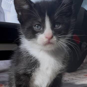 Domestic Short Hair Cats Available for Adoption in Redwood Valley, California - Priscilla | PetCurious