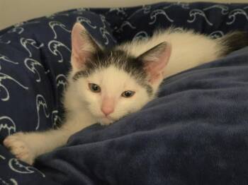 KENNY -  Domestic Short Hair Cat for Adoption in Salinas, California - KENNY | PetCurious