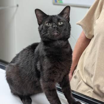 Thomas B -  Domestic Short Hair Cat for Adoption in Canton, Illinois - Thomas B | PetCurious