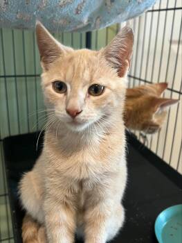 Rescue Domestic Short Hair Cats for Adoption in Lemoyne, Pennsylvania - Fang | PetCurious