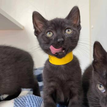 Lemon -  Domestic Short Hair Cat Available for Adoption in Oakland, California - Lemon | PetCurious