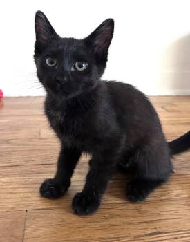 Winnie (A143277) -  Domestic Short Hair Cat for Adoption in Burbank, California - Winnie (A143277) | PetCurious