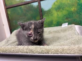 DUCK -  Domestic Short Hair Cat for Adoption in Houston, Texas - DUCK | PetCurious