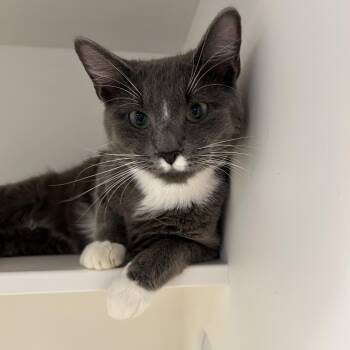 Swedish Chef -  Domestic Short Hair Cat for Adoption in La Grange Park, Illinois - Swedish Chef | PetCurious