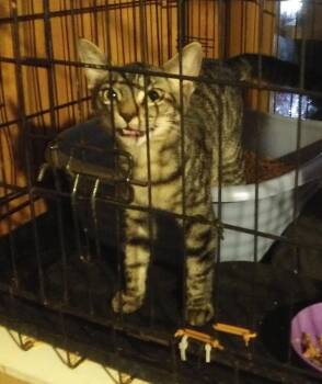 Gabby -  Domestic Short Hair Cat for Adoption in PORT WENTWRTH, Georgia - Gabby | PetCurious