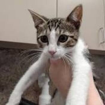 Giovanni -  Domestic Medium Hair Cat for Adoption in Dickinson, Texas - Giovanni | PetCurious