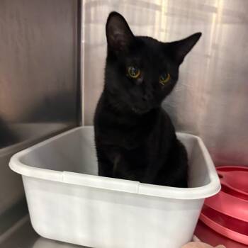 Squeegee -  Domestic Short Hair Cat for Adoption in Spokane, Washington - Squeegee | PetCurious