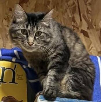 Kevin -  American Shorthair Cat for Adoption in Danville, Illinois - Kevin | PetCurious