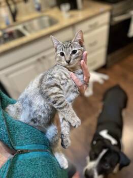 Moe -  Domestic Short Hair Cat for Adoption in Lake Wylie, South Carolina - Moe | PetCurious