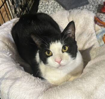 Charlie Brown -  Domestic Short Hair Cat for Adoption in Havertown, Pennsylvania - Charlie Brown | PetCurious