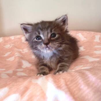 Rescue Domestic Short Hair Cats for Adoption in Columbus, Georgia - Danu | PetCurious