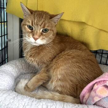 Rescue Domestic Short Hair Cats for Adoption in Chicago, Illinois - Harlow | PetCurious