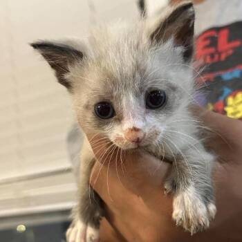 Siam -  Domestic Short Hair Cat for Adoption in Parrish, Alabama - Siam | PetCurious