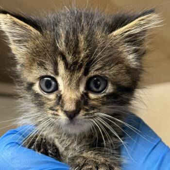 Domestic Medium Hair Cats Available for Adoption in Lucedale, Mississippi - POP | PetCurious
