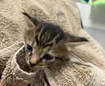 Domestic Medium Hair Cats Available for Adoption in Rosenberg, Texas - LOLA | PetCurious