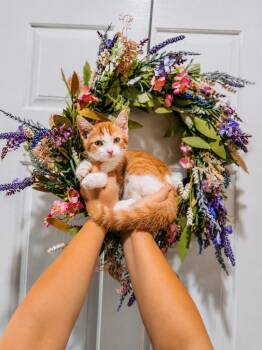 Orange Julius -  Tabby Cat for Adoption in Goodyear, Arizona - Orange Julius | PetCurious