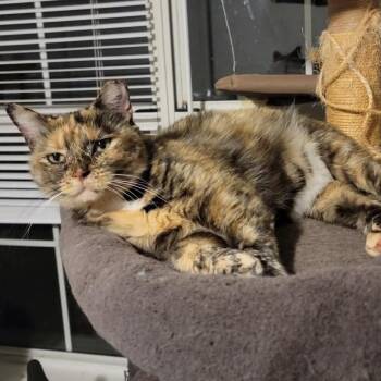 Cleo -  Domestic Short Hair Cat for Adoption in Rossville, Georgia - Cleo | PetCurious